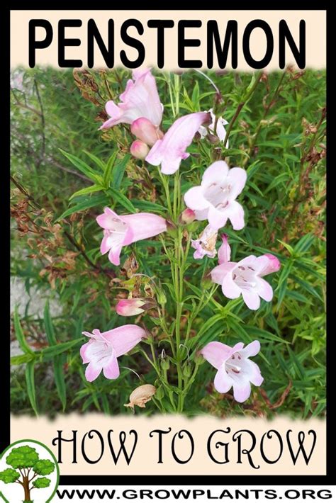 How to Successfully Grow Penstemon: A Field Guide to Planting